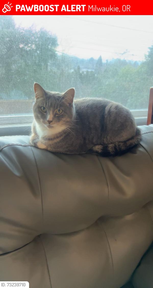 Lost Female Cat last seen Concord and Theissan, Milwaukie, OR 97267