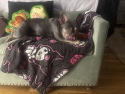 Reunited Female Dog last seen Hamilton st, Quincy st, Boston, MA 02125