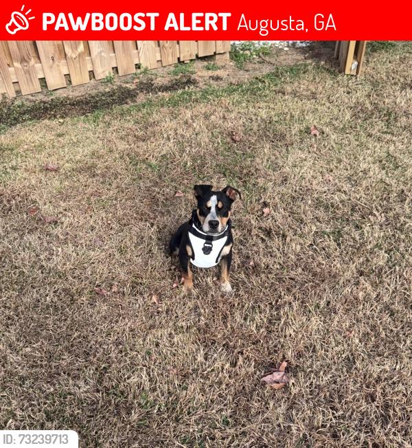 Lost Male Dog last seen Crawford Creek Near Evans/Martinez GA area, Augusta, GA 30907