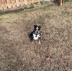 Lost Male Dog last seen Crawford Creek Near Evans/Martinez GA area, Augusta, GA 30907