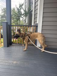 Reunited Female Dog last seen Running across the street on Valley Road, Watchung, NJ 07069