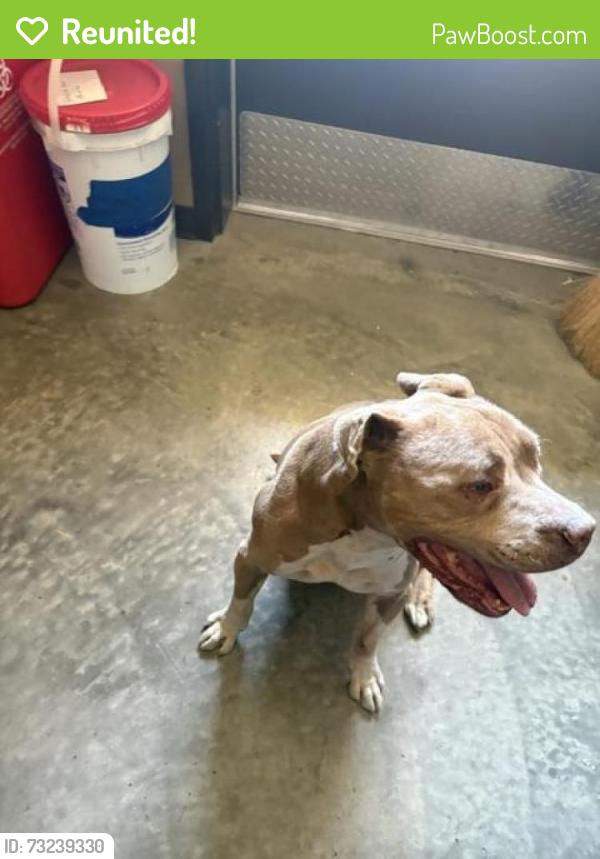 Reunited Male Dog last seen Niles Boulevard and Sullivan Underpass, Fremont, CA 94536