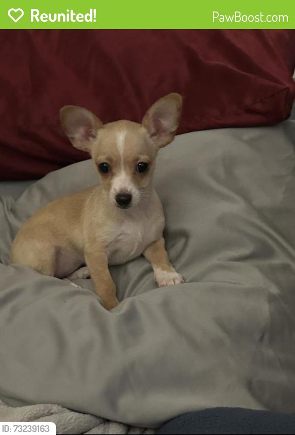 Reunited Female Dog last seen Parkcenter Dr, Santa Ana, CA 92705