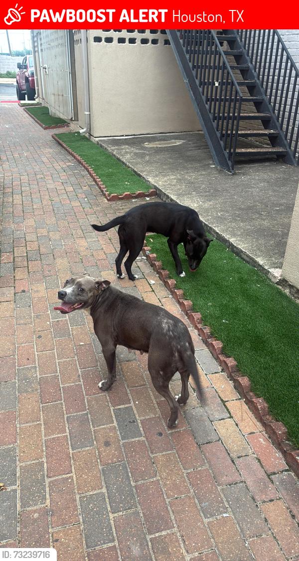 Lost Female Dog last seen Whispering Falls rd, Houston, TX 77084