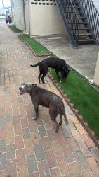 Lost Female Dog last seen Whispering Falls rd, Houston, TX 77084