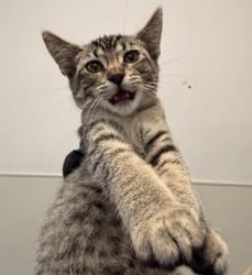 Shelter Stray Female Cat last seen Near Oceanview Boulevard, San Diego, CA, 92113, 5500 Gaines St, San Diego, CA 92110, USA