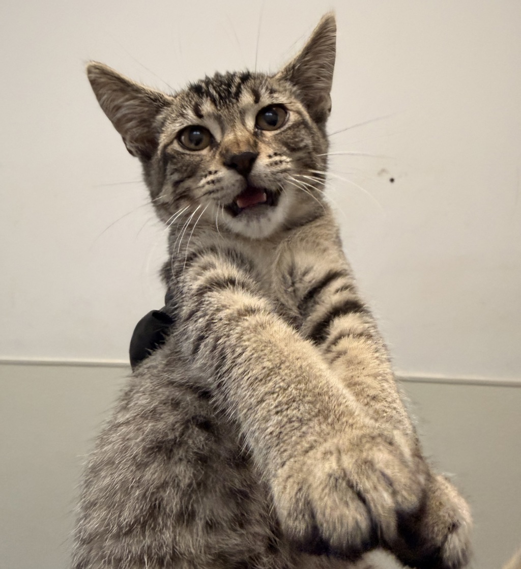Shelter Stray Female Cat last seen Near Oceanview Boulevard, San Diego, CA, 92113, 5500 Gaines St, San Diego, CA 92110, USA