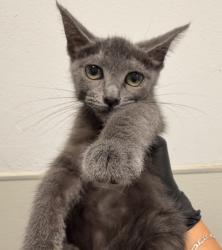 Shelter Stray Female Cat last seen Near Oceanview Boulevard, San Diego, CA, 92113, 5500 Gaines St, San Diego, CA 92110, USA