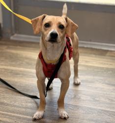 Shelter Stray Male Dog last seen Convoy Street, San Diego, CA, 92117, 5500 Gaines St, San Diego, CA 92110, USA