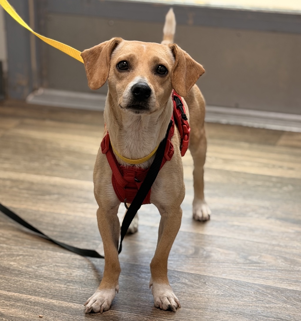 Shelter Stray Male Dog last seen Convoy Street, San Diego, CA, 92117, 5500 Gaines St, San Diego, CA 92110, USA