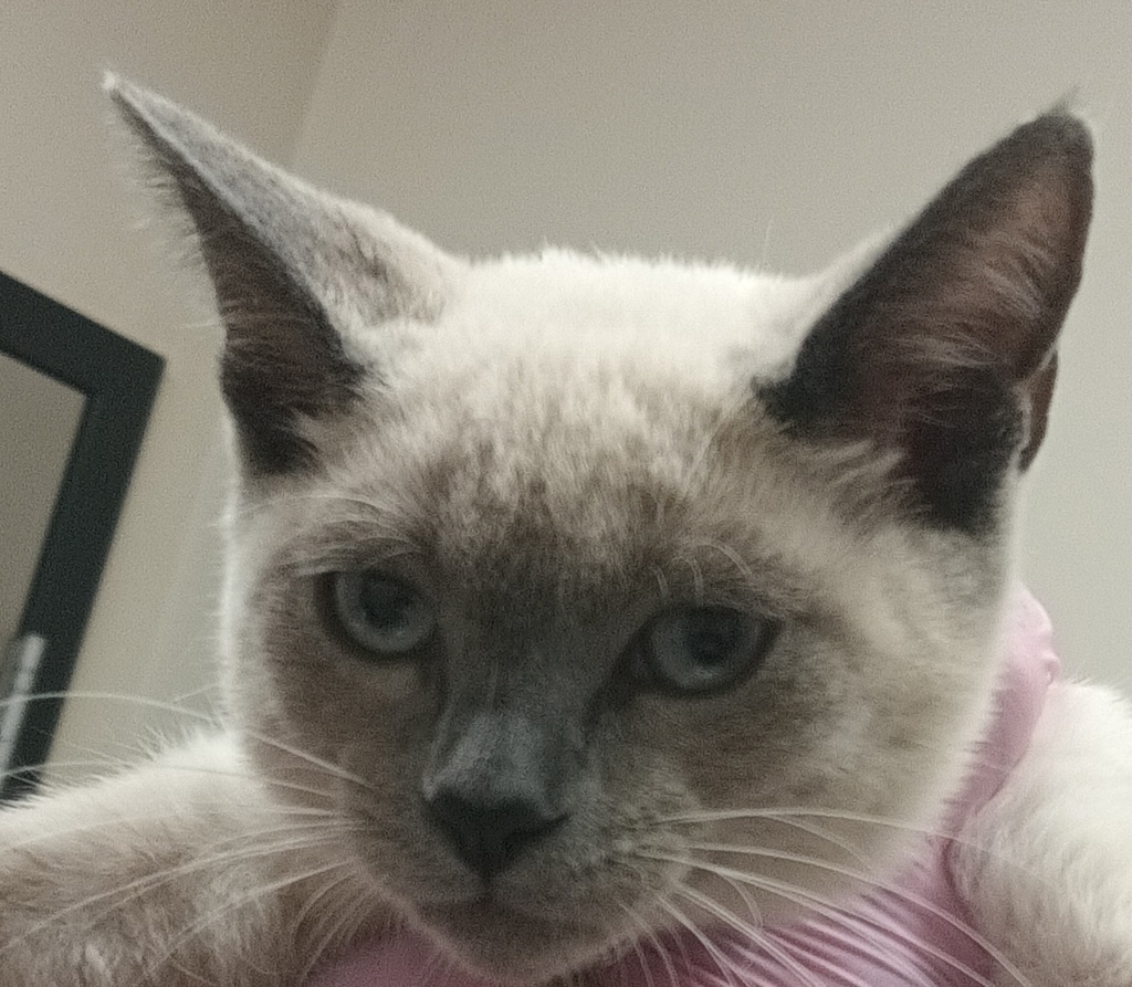 Shelter Stray Female Cat last seen Near Cottonpatch Way, El Cajon, CA, 92020, El Cajon, CA 92020, USA