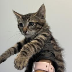 Shelter Stray Male Cat last seen Near El Cajon Boulevard, San Diego, CA, 92115, 5500 Gaines St, San Diego, CA 92110, USA
