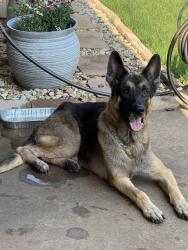 Found/Stray Male Dog last seen I-240E & Air Depot Blvd., Midwest City, OK 73110