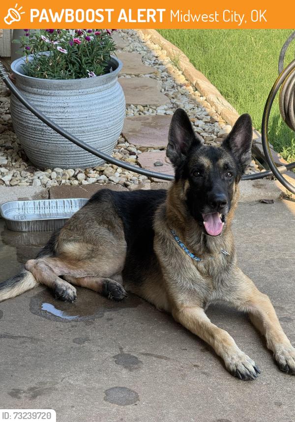 Found/Stray Male Dog last seen I-240E & Air Depot Blvd., Midwest City, OK 73110