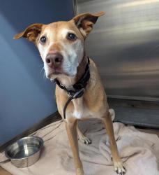 Shelter Stray Female Dog last seen Archer Street, San Diego, CA, 92109, 5500 Gaines St, San Diego, CA 92110, USA