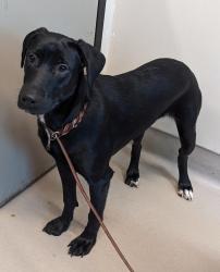 Shelter Stray Female Dog last seen Near S 1st Street, El Cajon, CA, 92019, El Cajon, CA 92020, USA