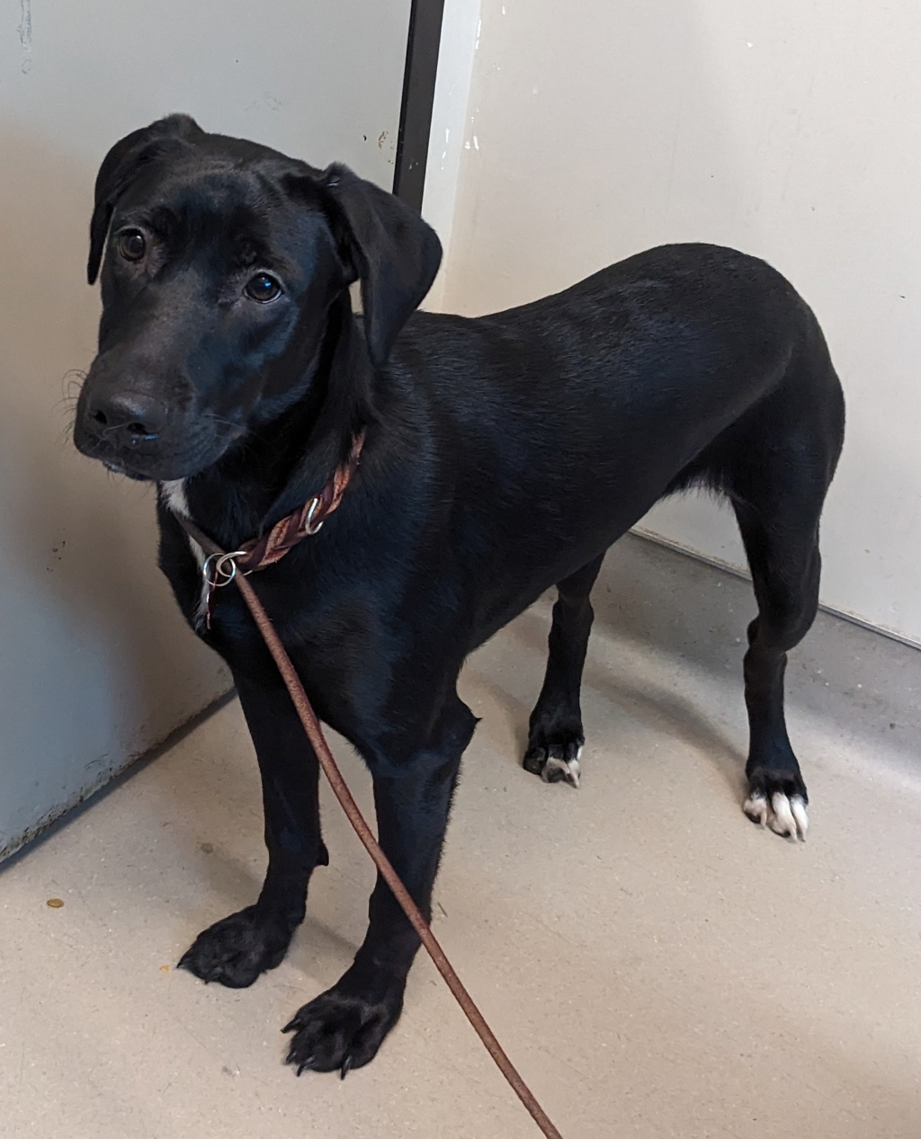 Shelter Stray Female Dog last seen Near S 1st Street, El Cajon, CA, 92019, El Cajon, CA 92020, USA