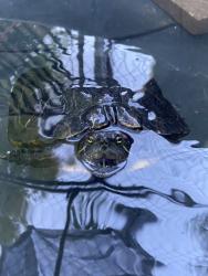 Shelter Stray Female Reptile last seen Near Plaza Dolores, San Diego, CA, 92128, Escondido, CA 92027, USA