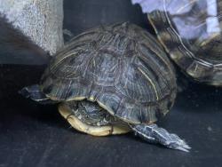 Shelter Stray Female Reptile last seen Near W Lincoln Avenue, Escondido, CA, 92026, Escondido, CA 92027, USA
