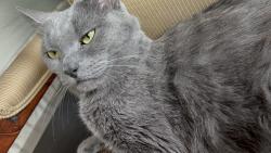 Found/Stray Female Cat last seen North Palmgrove Lane, 89131, Las Vegas, Las Vegas, NV 89131
