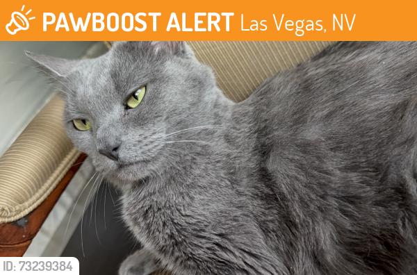 Found/Stray Female Cat last seen North Palmgrove Lane, 89131, Las Vegas, Las Vegas, NV 89131