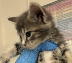 Shelter Stray Female Cat last seen Burnside & Division Safeway, GRESHAM, OR, 97030, 1700 W Historic Columbia River Hwy, Troutdale, OR 97060, USA