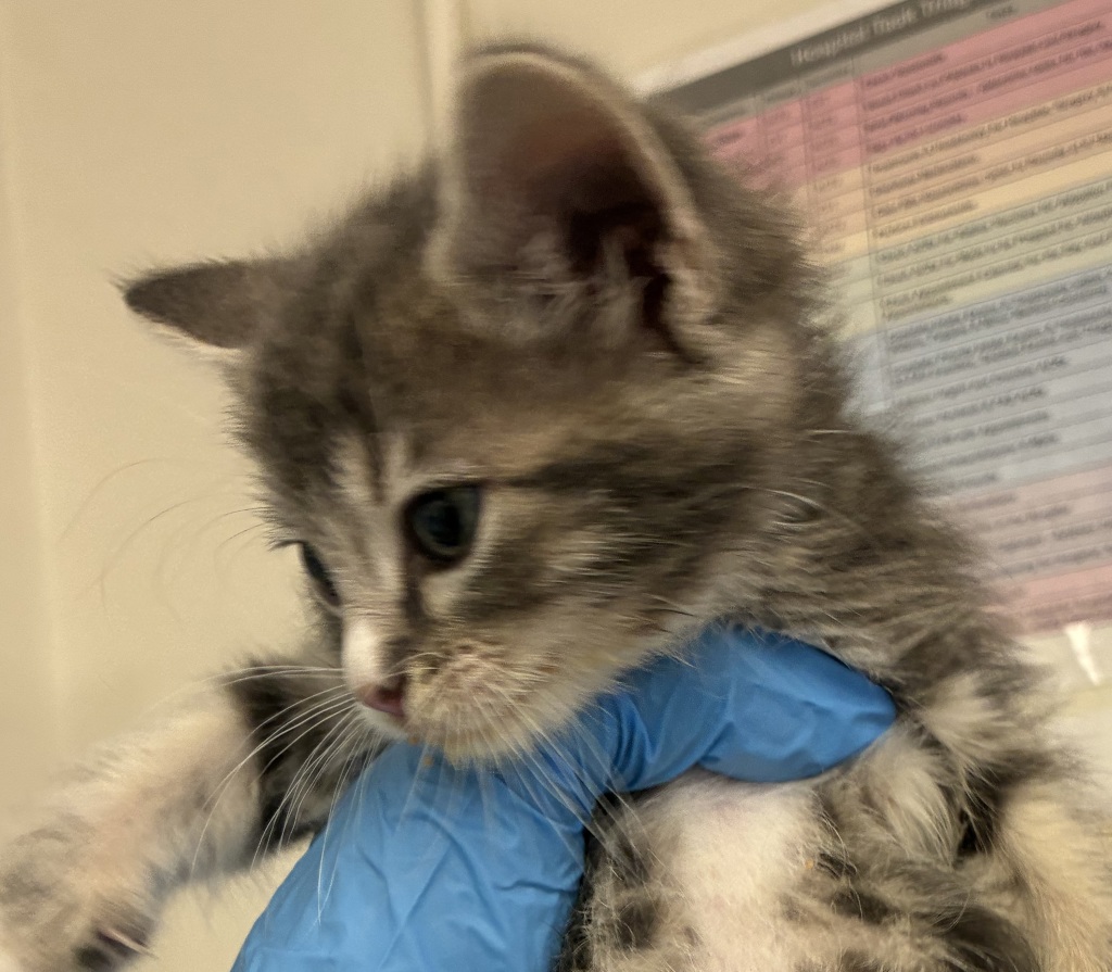 Shelter Stray Female Cat last seen Burnside & Division Safeway, GRESHAM, OR, 97030, 1700 W Historic Columbia River Hwy, Troutdale, OR 97060, USA