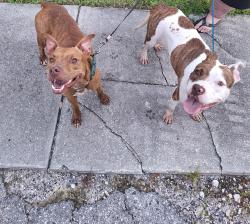 Reunited Female Dog last seen Massachusetts Ave, New Port Richey, FL, USA, New Port Richey, FL 34653