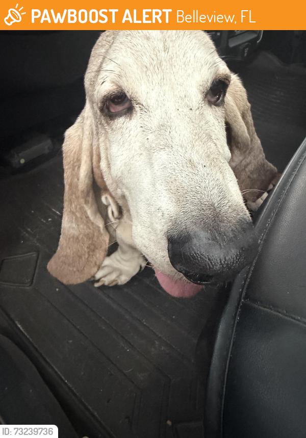 Found/Stray Male Dog last seen Near SE 110th St Belleview, FL 34420 United States, Belleview, FL 34420