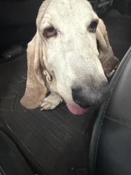 Found/Stray Male Dog last seen Near SE 110th St Belleview, FL 34420 United States, Belleview, FL 34420