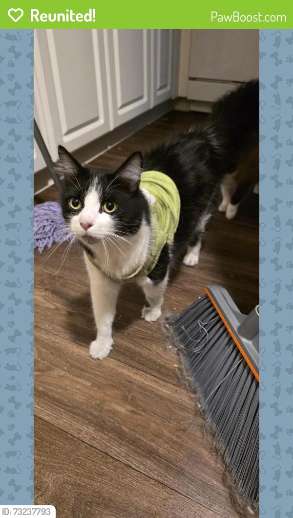 Reunited Male Cat last seen Near cooley ave, East Palo Alto, CA 94303