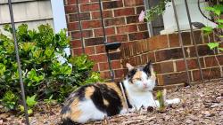 Lost Female Cat last seen Mt Holly Rd, Charlotte, NC 28214