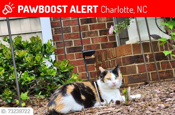 Lost Female Cat last seen Mt Holly Rd, Charlotte, NC 28214