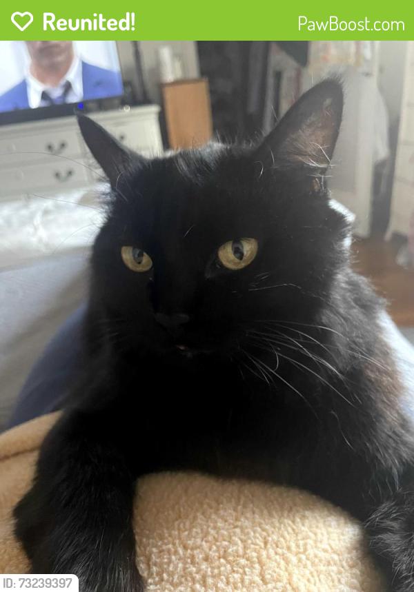 Reunited Female Cat last seen Loma vista, ventura,ca, Ventura, CA 93003