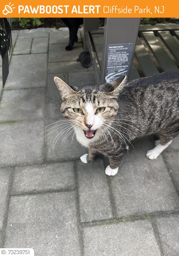 Found/Stray Unknown Cat last seen Edgewater rd, Cliffside Park, NJ 07010