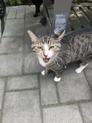 Found/Stray Unknown Cat last seen Edgewater rd, Cliffside Park, NJ 07010