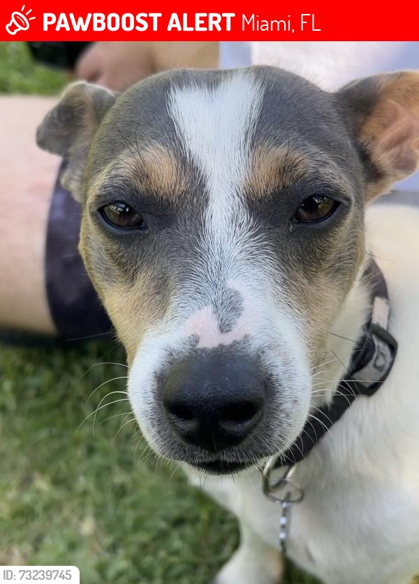 Lost Male Dog last seen Miami, FL 33183 near SW 64th St (Miller Dr) and SW 72nd St (Sunset Dr) along SW 125th Ave, Miami, FL 33183
