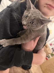 Found/Stray Unknown Cat last seen Gibsonville, Gibsonville, NC 27249