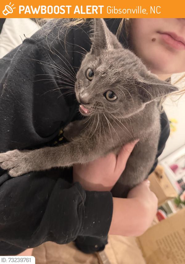 Found/Stray Unknown Cat last seen Gibsonville, Gibsonville, NC 27249