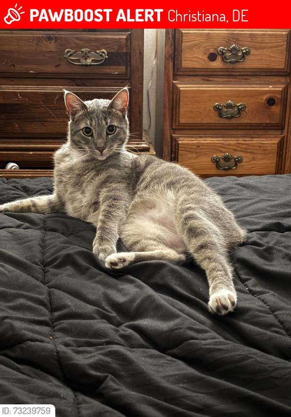 Lost Male Cat last seen Capano dr Newark de 19702, Christiana, DE 19702