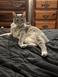 Lost Male Cat last seen Capano dr Newark de 19702, Christiana, DE 19702
