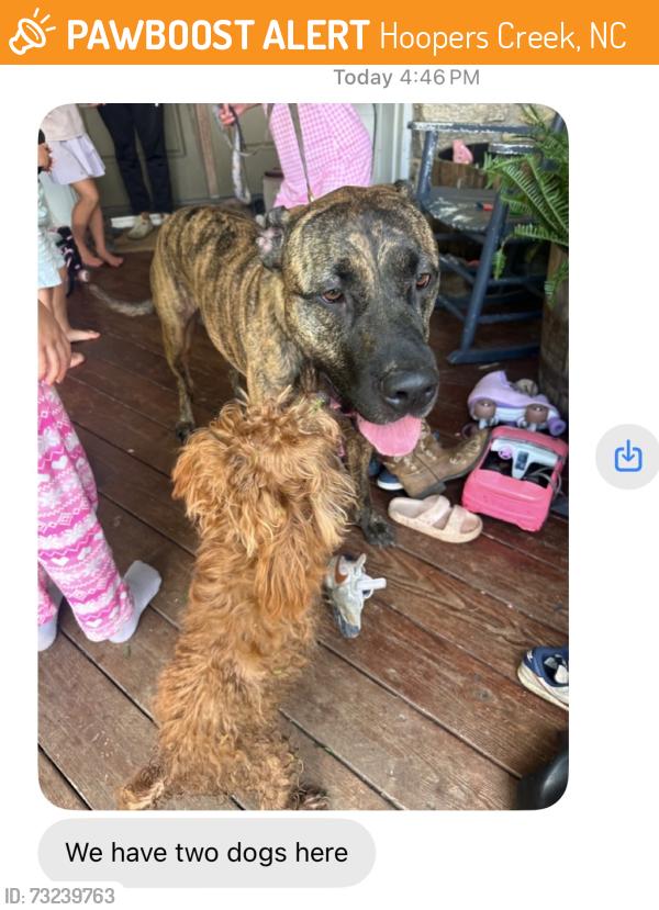 Found/Stray Male Dog last seen Terrys gap rd, Hoopers Creek, NC 28732