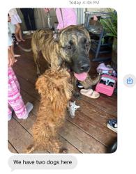 Found/Stray Male Dog last seen Terrys gap rd, Hoopers Creek, NC 28732