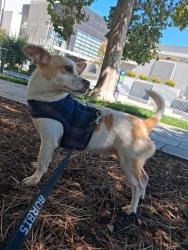 Lost Male Dog last seen Soma, San Francisco, CA 94103
