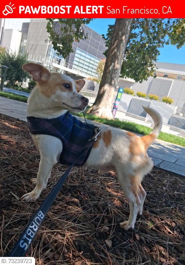 Lost Male Dog last seen Soma, San Francisco, CA 94103