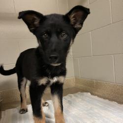 Shelter Stray Male Dog last seen , 54687 Co Rd 19, Bristol, IN 46507, USA