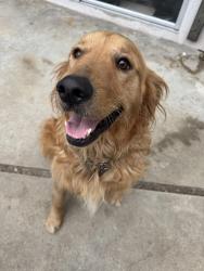 Reunited Male Dog last seen Covina Hills Rd & East Holt Ave., Covina, CA 91723