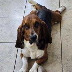 Shelter Stray Male Dog last seen , 361 S Raymond Ave, Pasadena, CA 91105, USA
