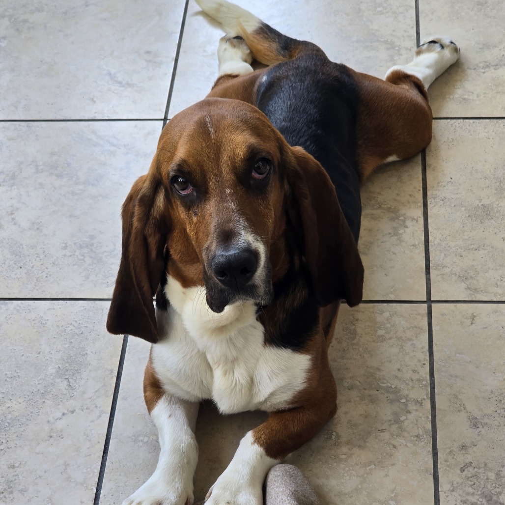 Shelter Stray Male Dog last seen , 361 S Raymond Ave, Pasadena, CA 91105, USA