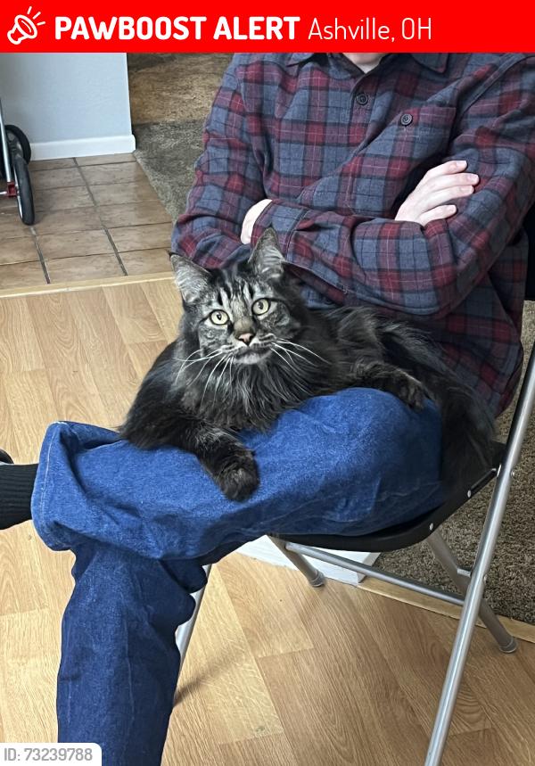 Lost Male Cat last seen Home, Ashville, OH 43103
